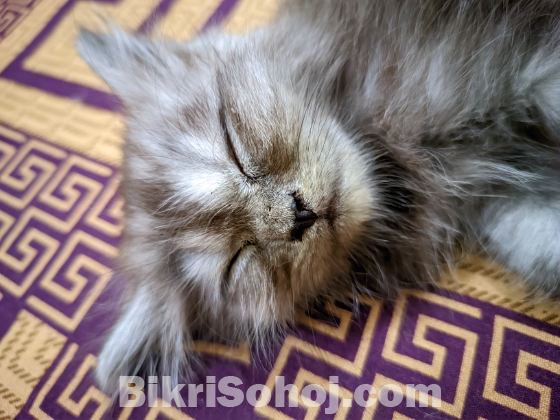 Doll Face Persian kitten (Maine Coon cat breed)